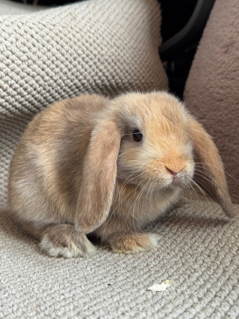 ⭐️ 1 mini lop boy left ready to go!!