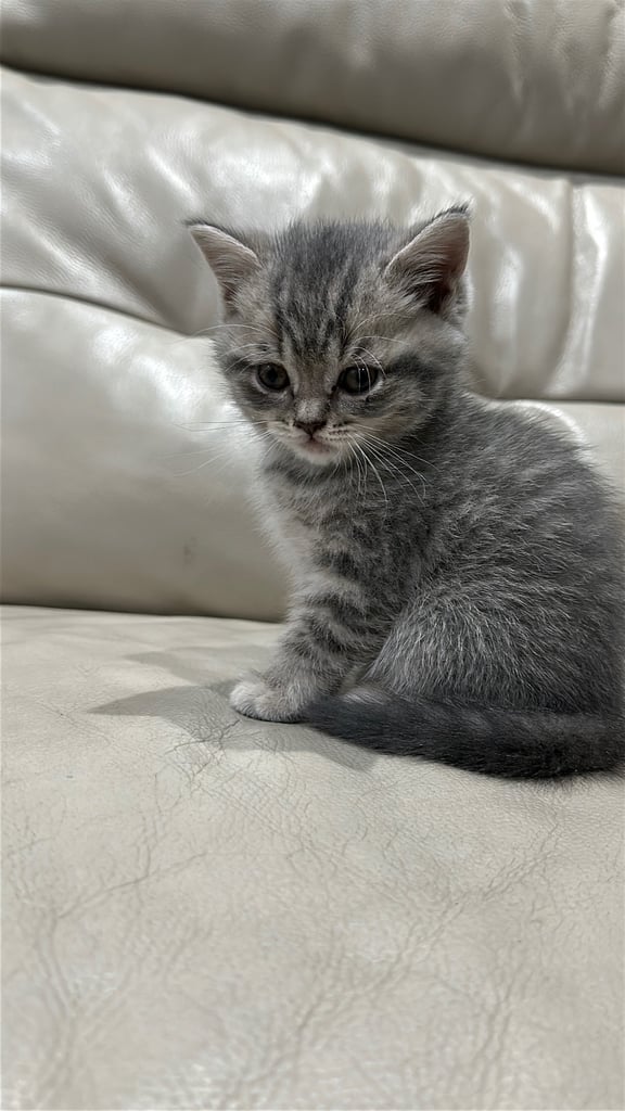British short hair kittens shorthair