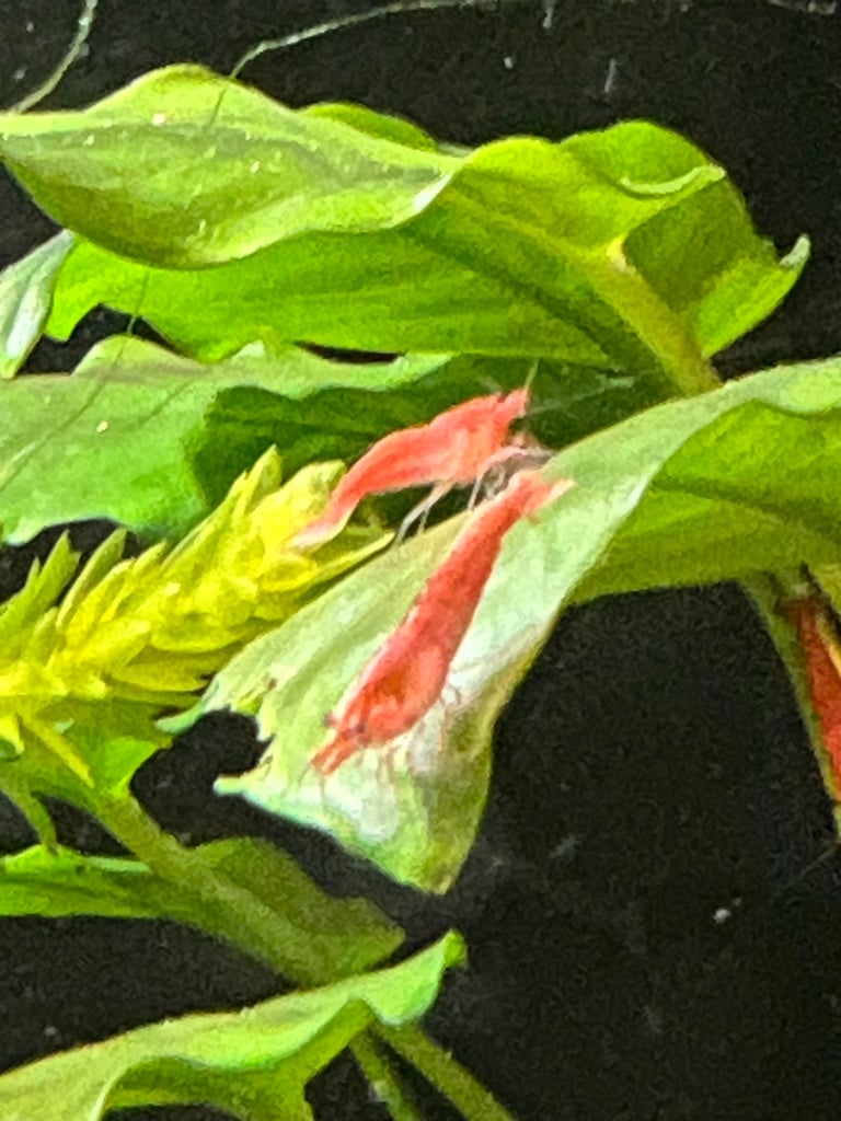 Bronze Corydoras (£1 FLASH SALE), Gold Laser Corydoras, Red Cherry Shrimp available - Tropical Fish