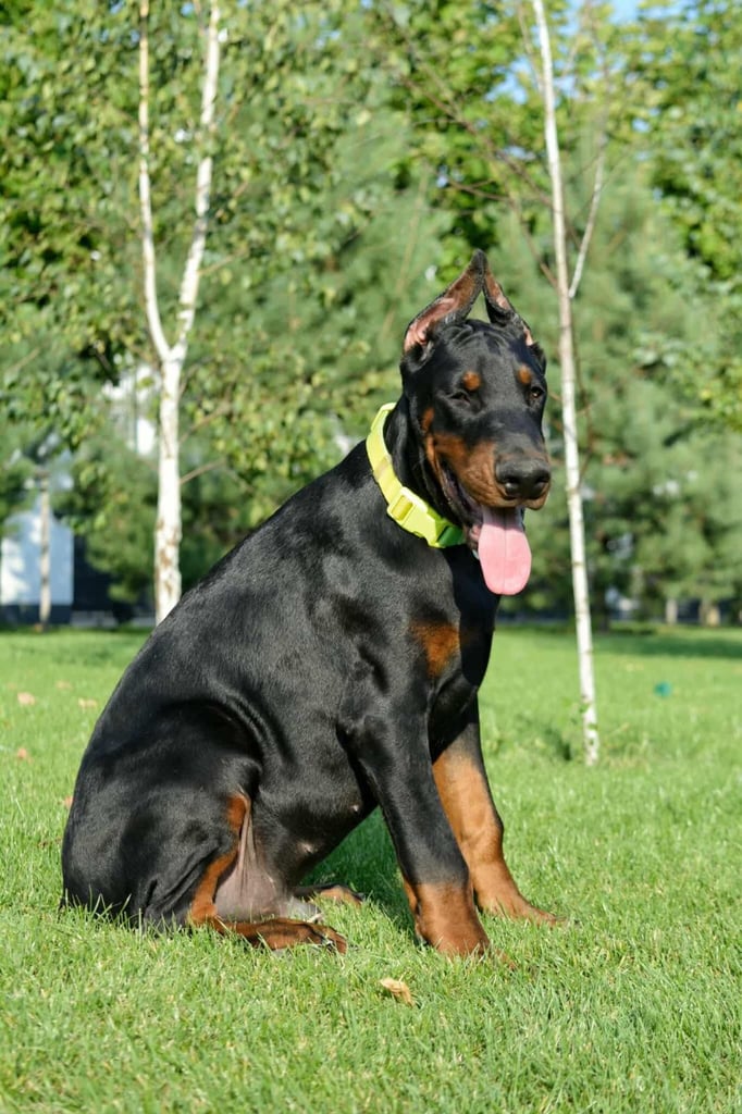 A stunning 6 month old Doberman male puppy 