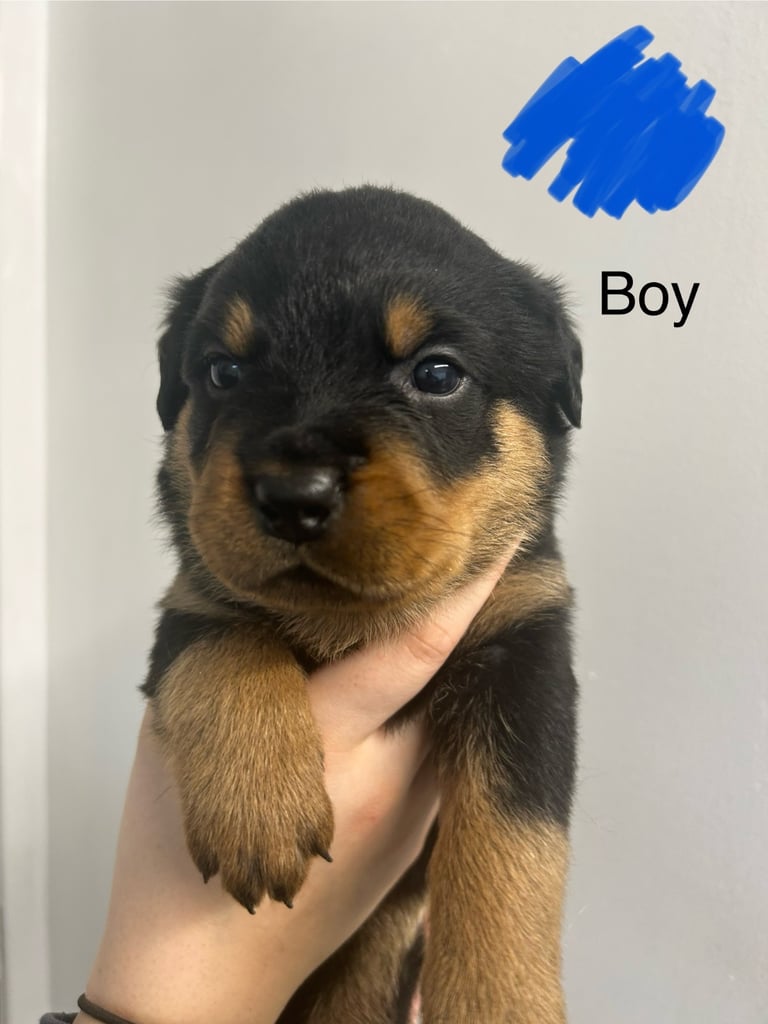 8 Rottweiler pups-4 LEFT!!