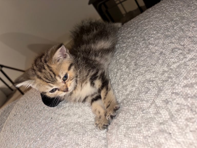 Kitten for sale 