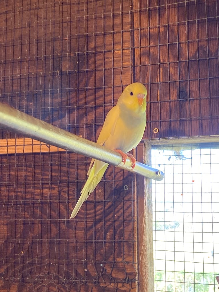 Baby budgies