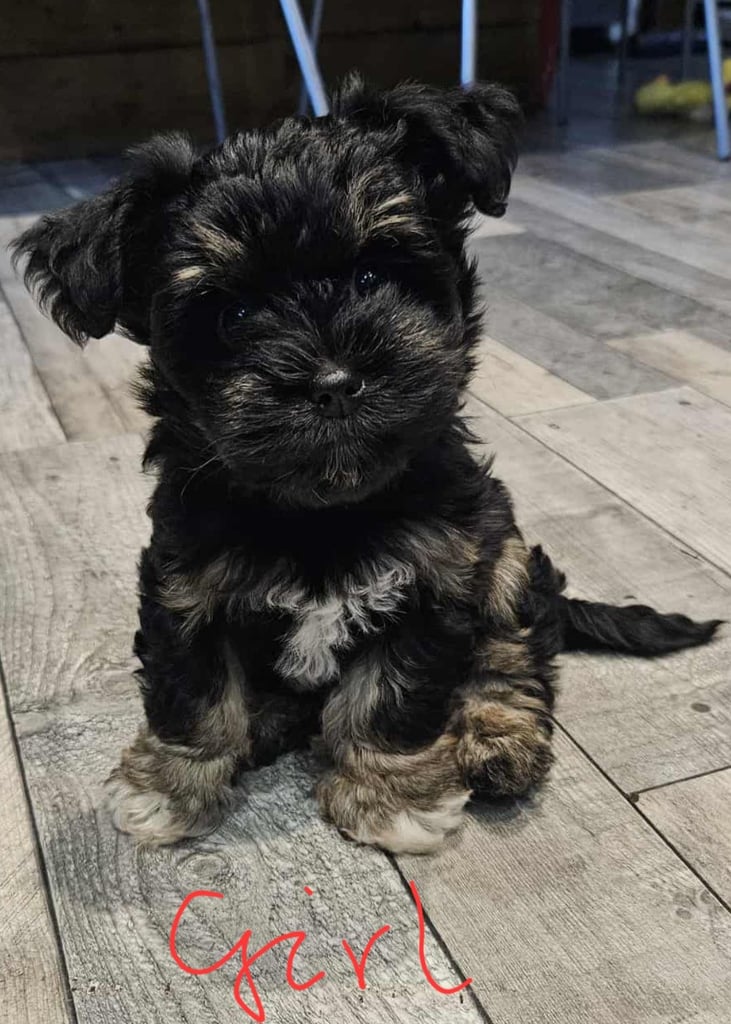 Schnauzer mini + YorkshireTerrier Biewar puppys