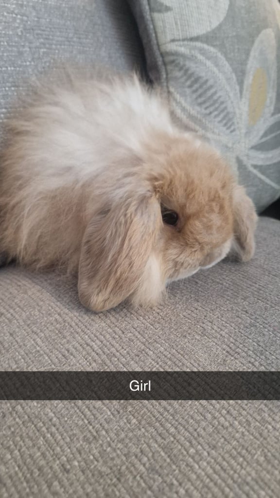 image for Gorgeous lionlops rabbits
