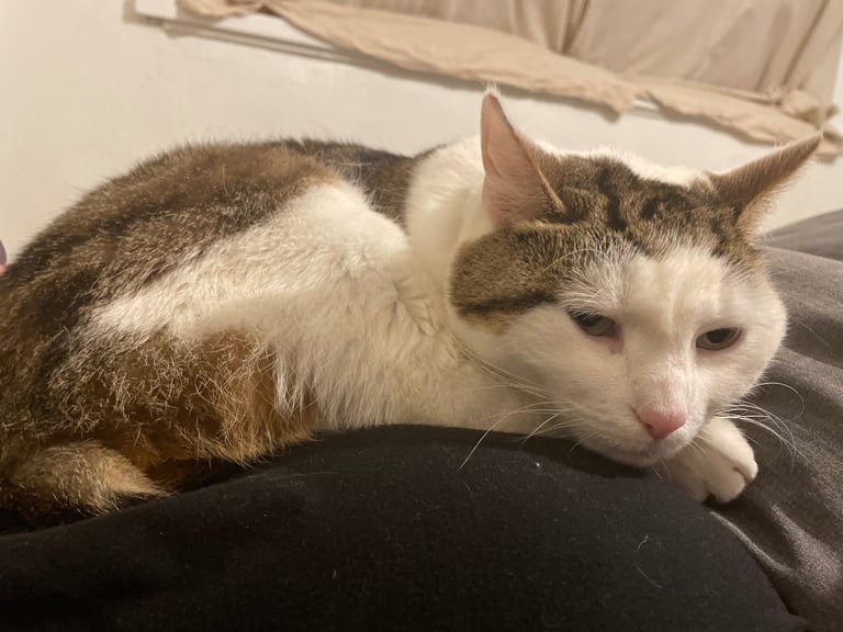 image for Beautiful 5 year old girl 