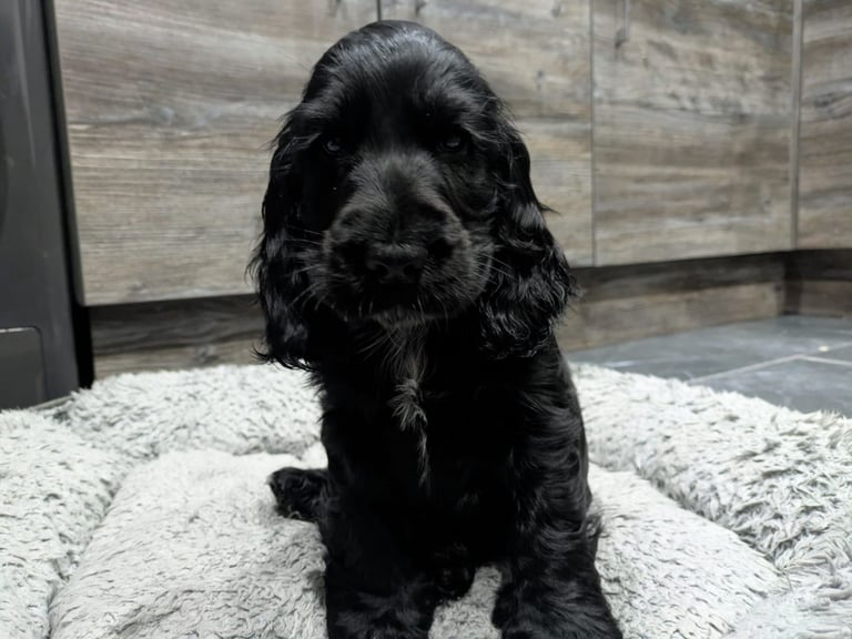 1 KC registered cocker spaniels