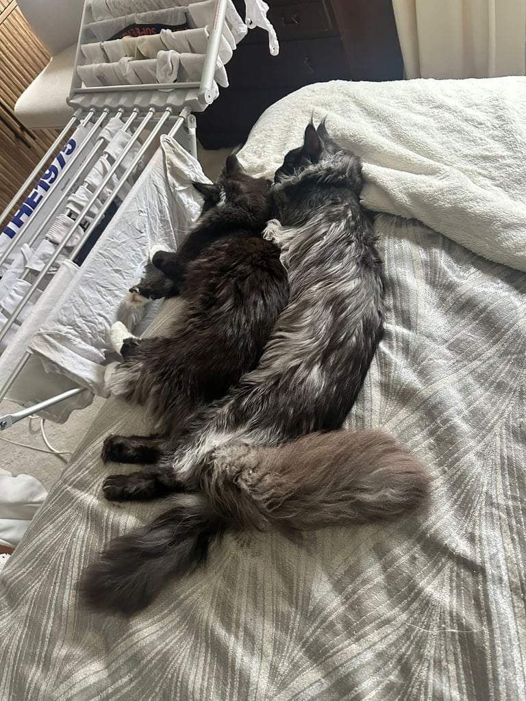 XL Main Coon Kittens ready soon for sale 