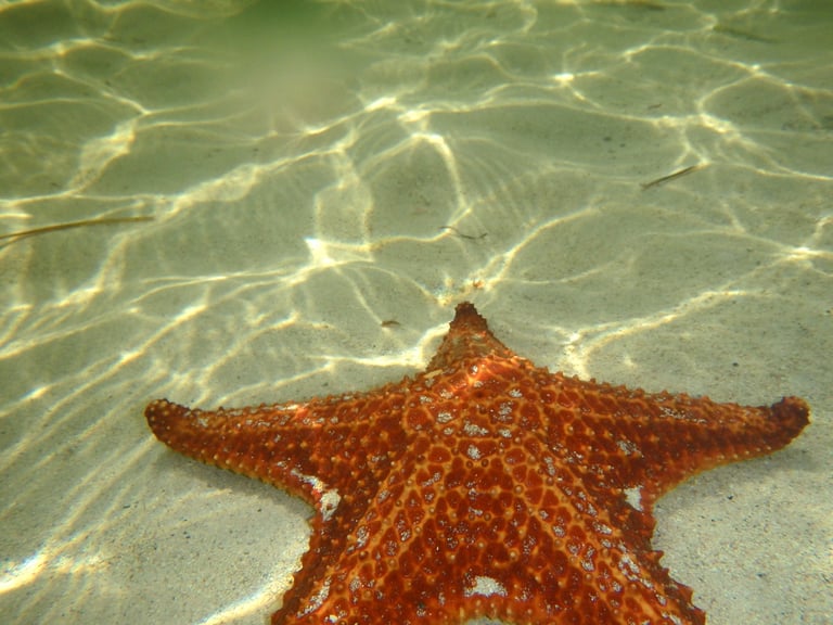 Olympus Stylus Tough TG-830 16 Megapixels Shockproof Waterproof Camera Black