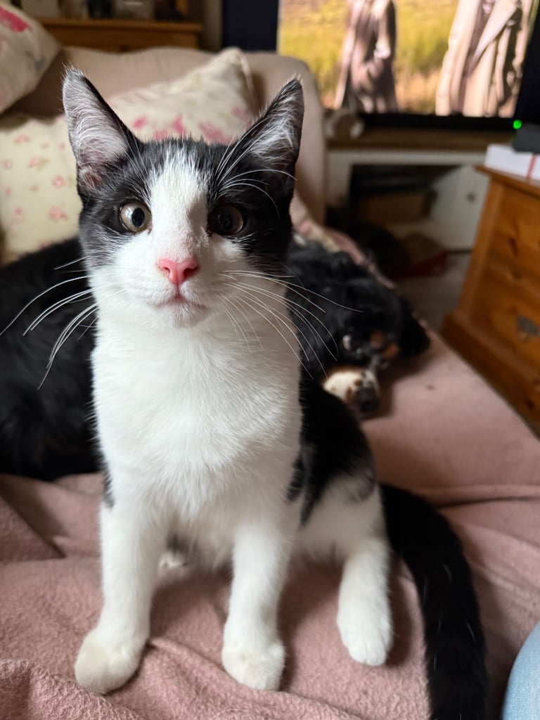 image for Half maine coon kitten - boy