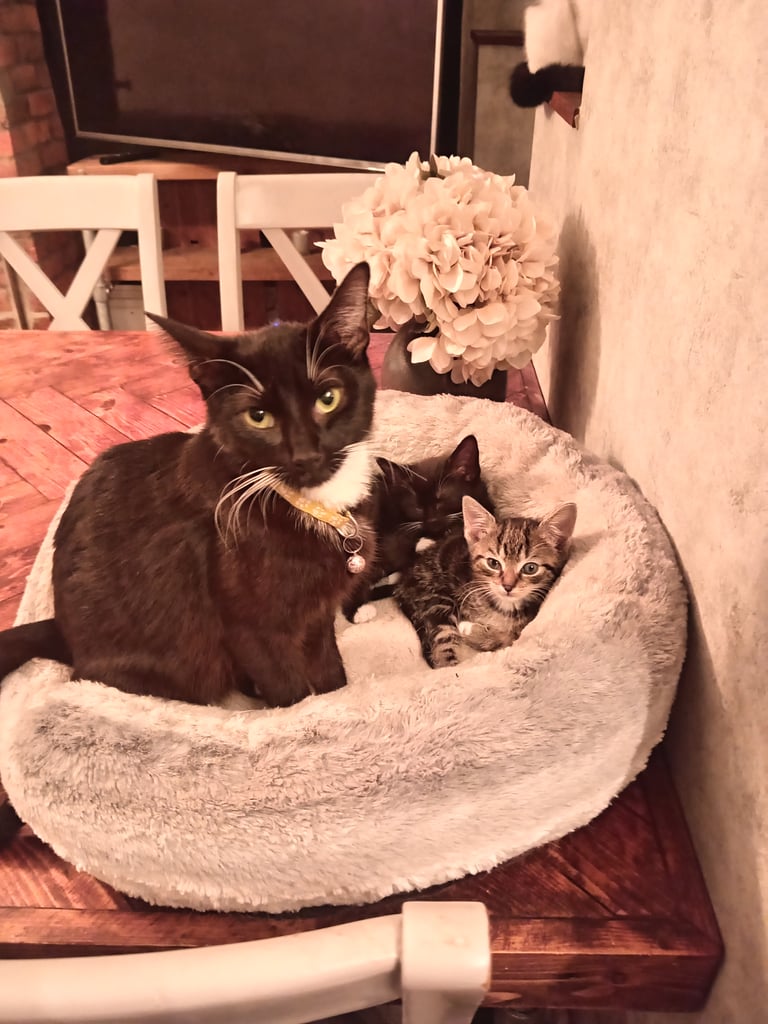 2 adorable tuxedo female kittens