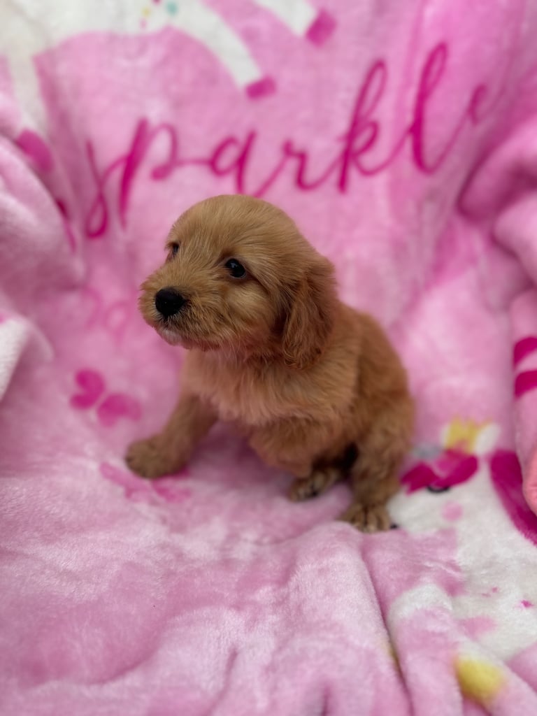 F1 Cockapoo Puppies 