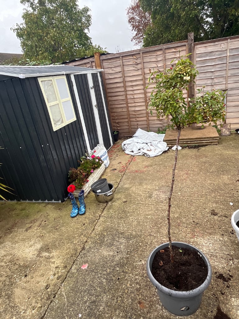 image for Rose Standard