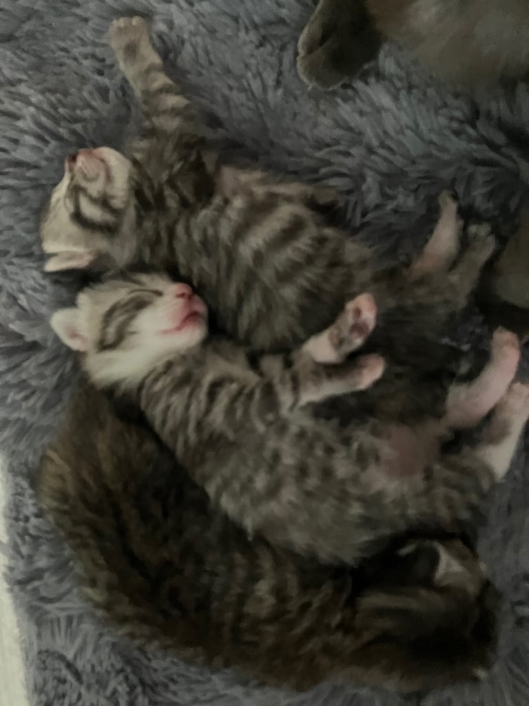 Silver grey tabby kittens 