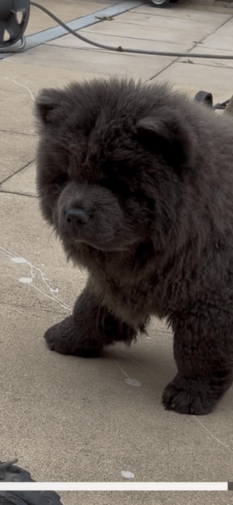 Blue Chow chow puppy 