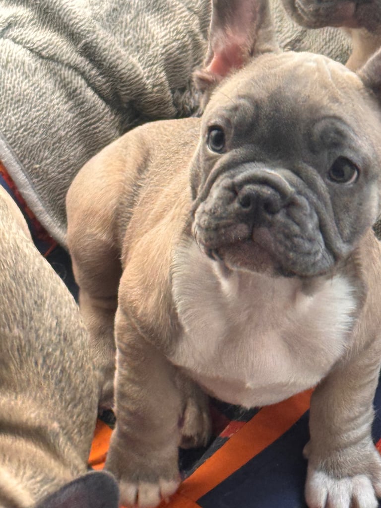 French bulldogs puppies
