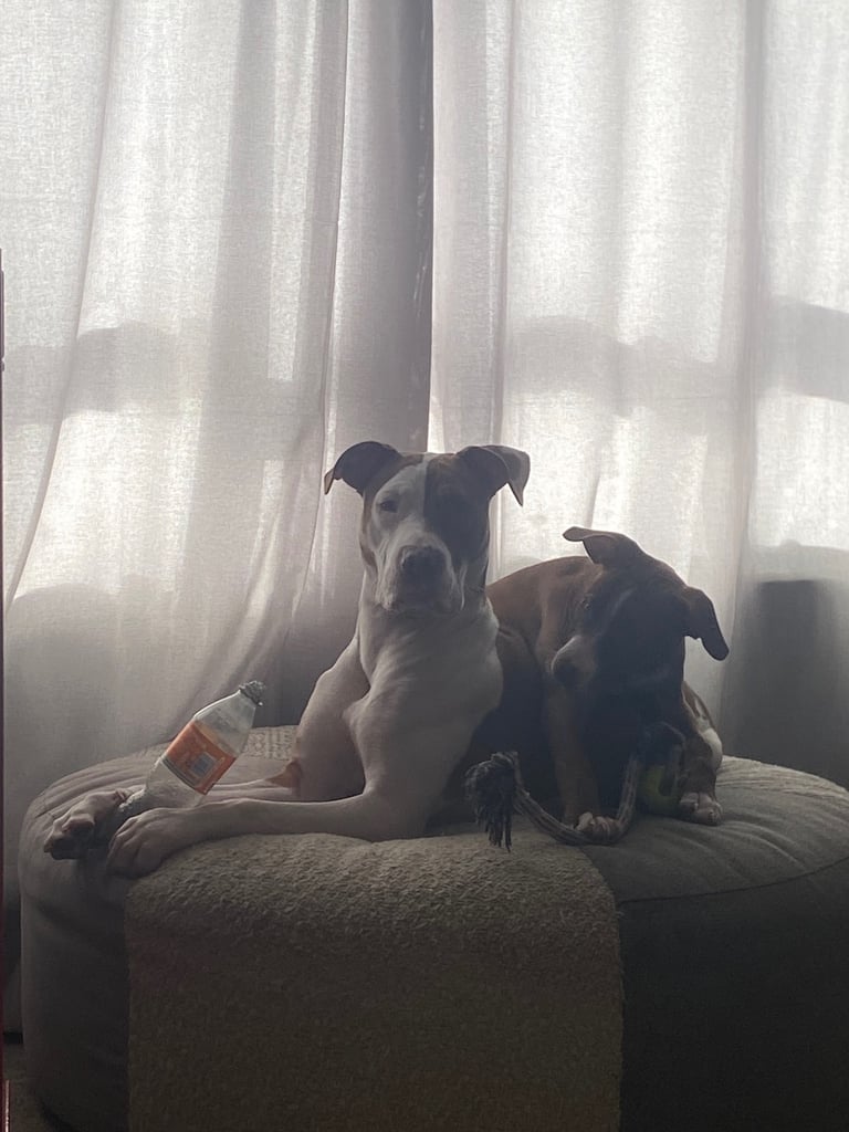 Rehoming 2 American bulldog x staff