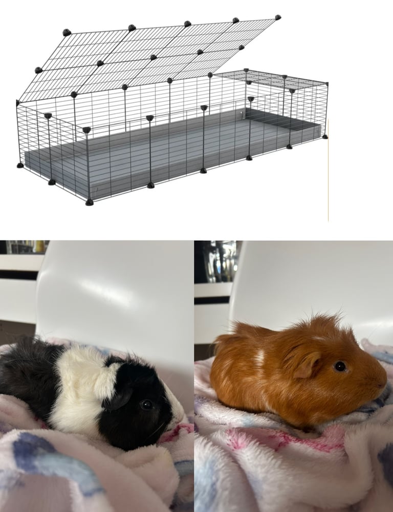 image for 2 Friendly Male Guinea Pigs – Cage Included 