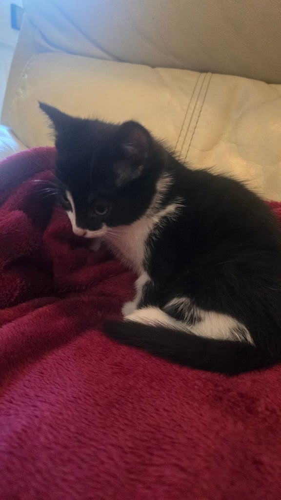 Cute little cat