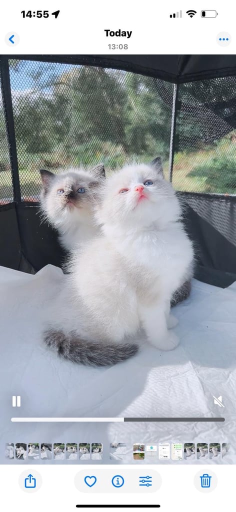 Pure ragdoll kittens  ONLY ONE FEMALE LEFT!!!!PRICE REDUCED!!!!