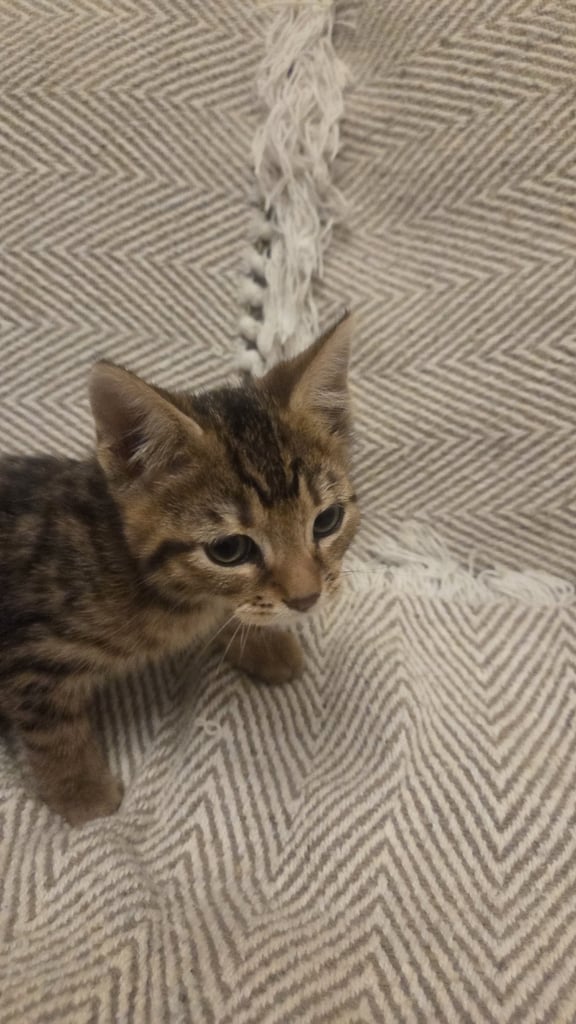 Bengal Mixed Kittens 