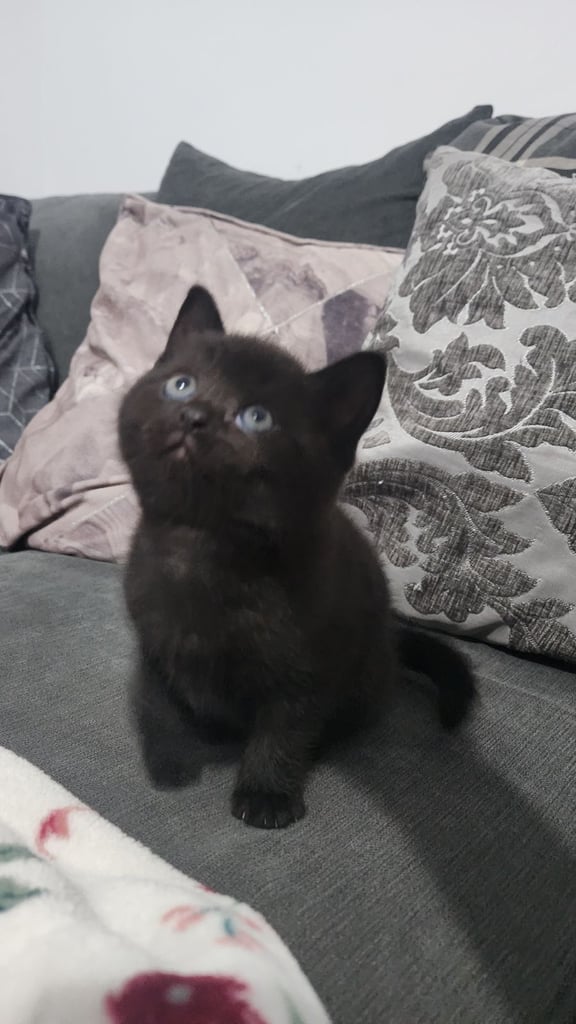 Cute chubby British shorthair kittens