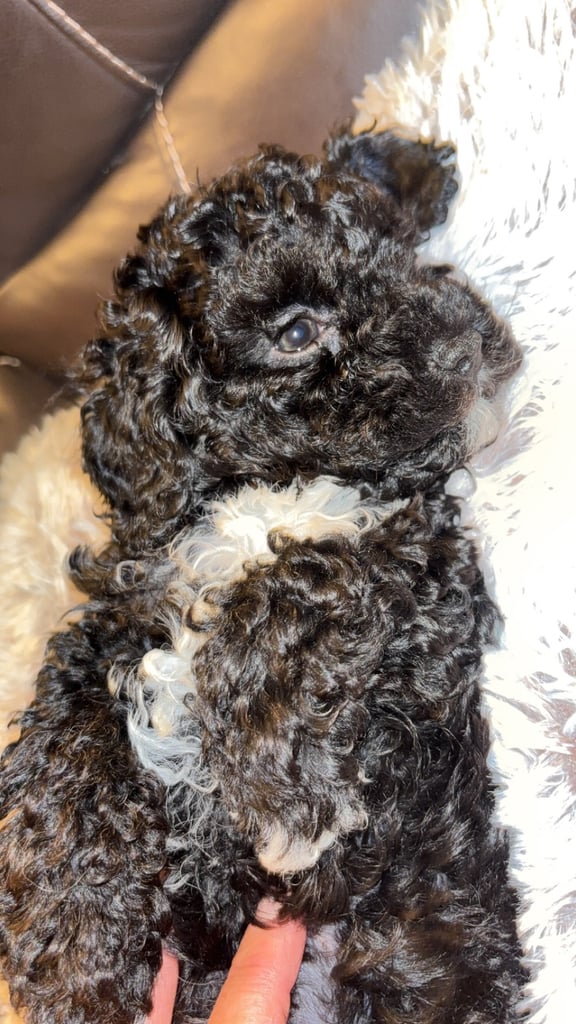 F2B cavapoo puppies ready to leave 