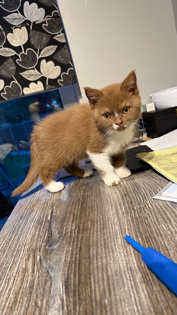 BSH kittens only one boy cinnamon white left