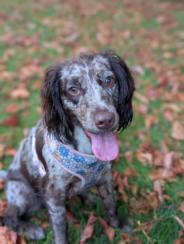Cocker spaniel rehome
