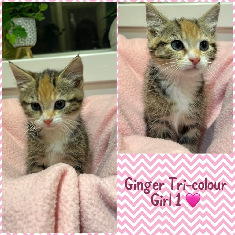 Beautiful kittens ready for their forever homes 