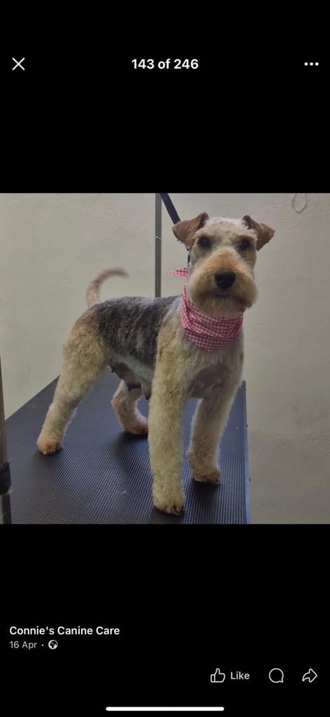 Beautiful Black and Tab Lakeland Pups 