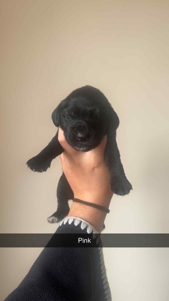 Excellent cocker spaniel puppies 🐾