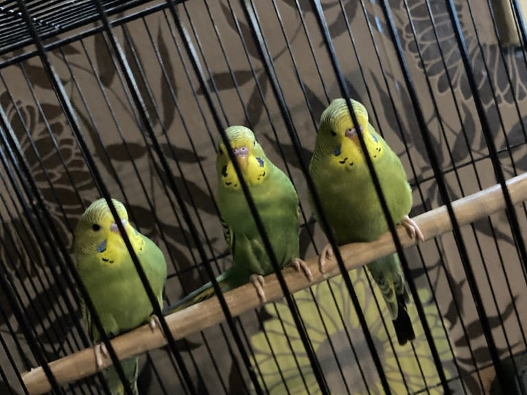 Baby budgies 8 week old 