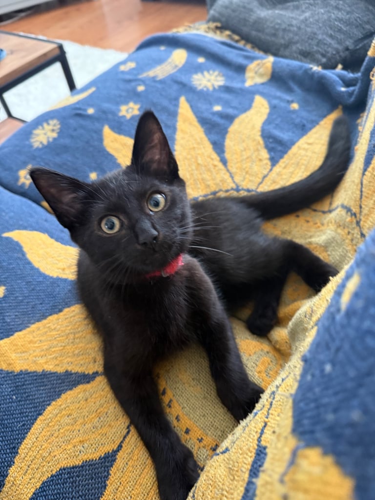 8-Month-Old Neutered Male Cat Looking for a New Home