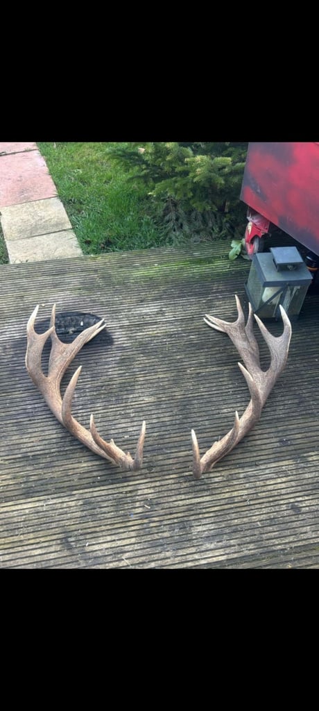 Antler 