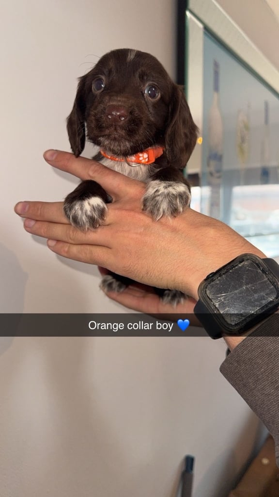 Cocker spaniel puppies 