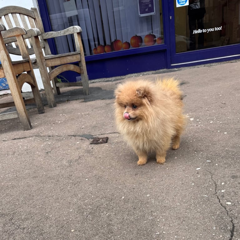 Small teddy Pomeranian puppy boy (brown) 