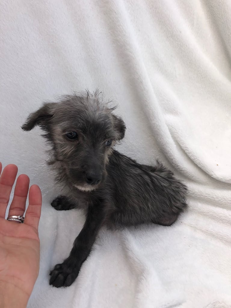 BEDDIPOO pups bedlington X toy poodle  