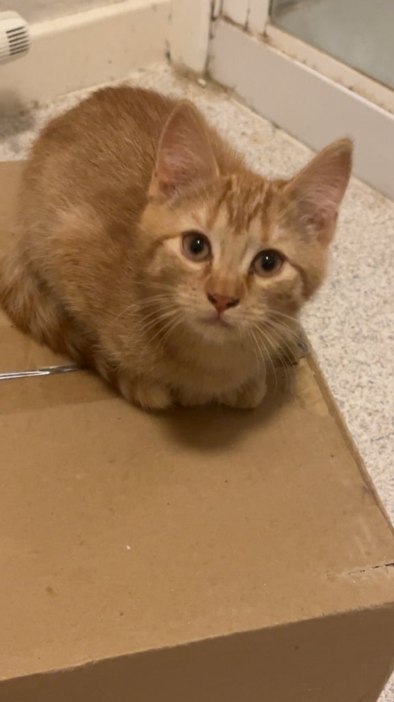 Long haired & short hair female kittens