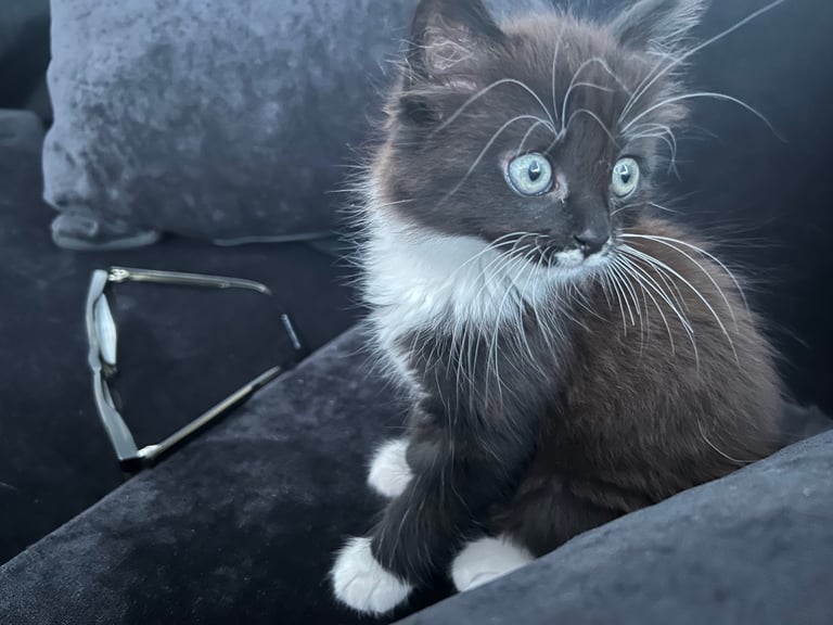 image for Long haired Kitten for sale