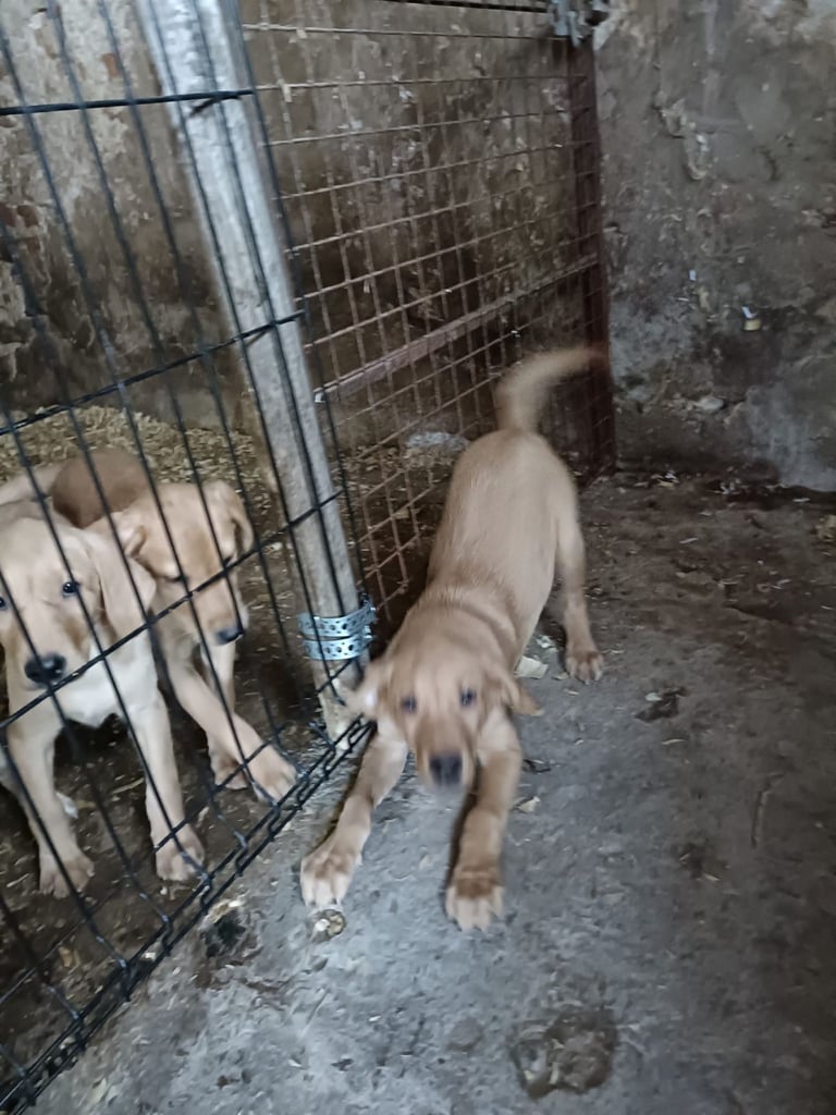 image for Kc reg yellow lab pups