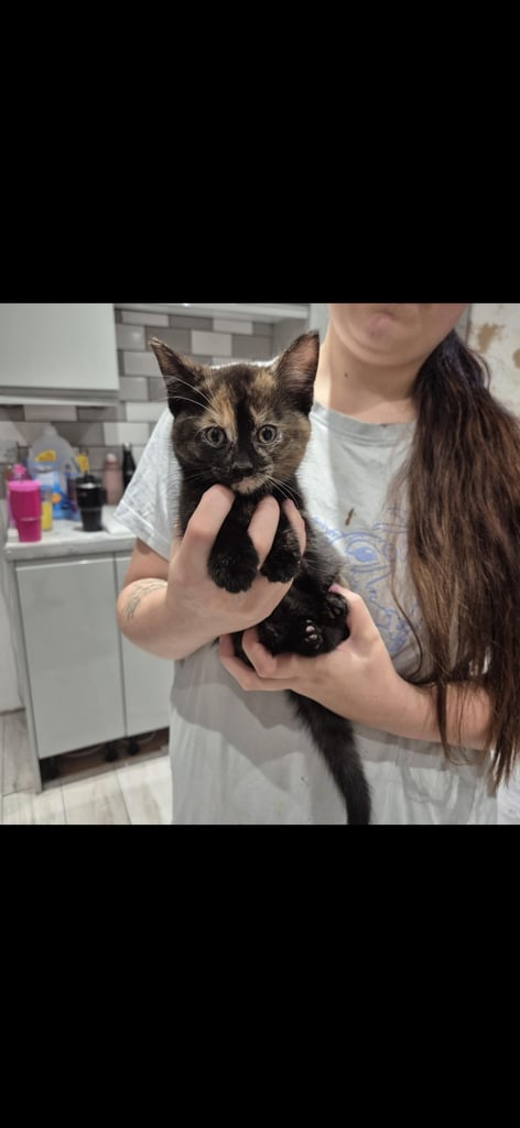 Gorgeous female kittens looking for their forever home 