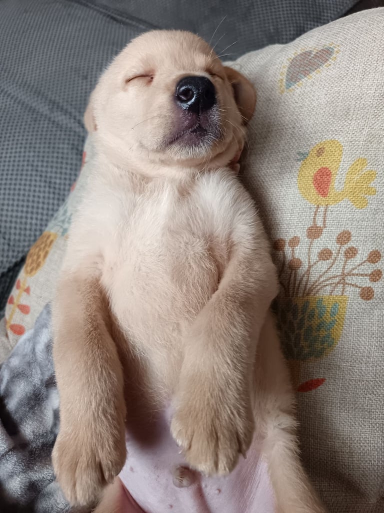 Labrador puppy. 