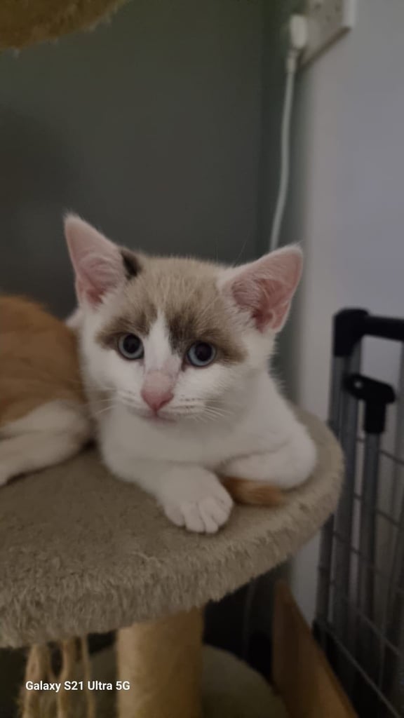 Kittens are ready for a new home 😍😍