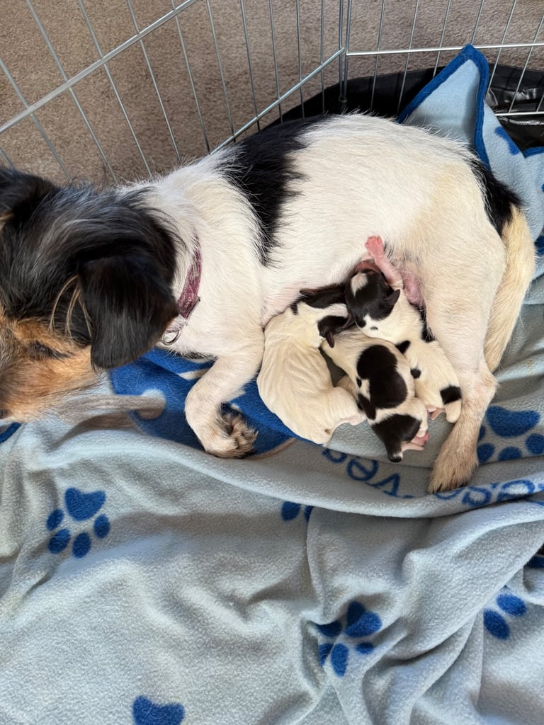Jack Russell puppies 