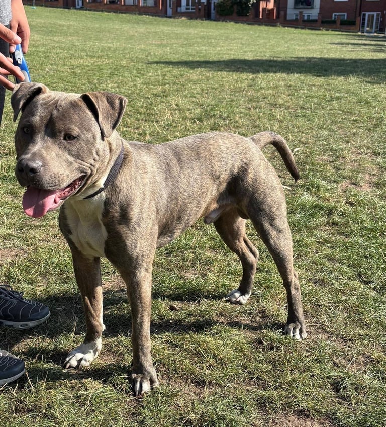 Male Staffie