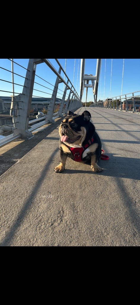Black and Tan English bulldog 