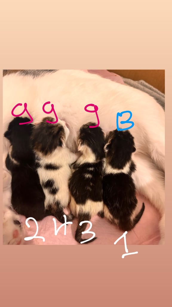 4 kittens available 