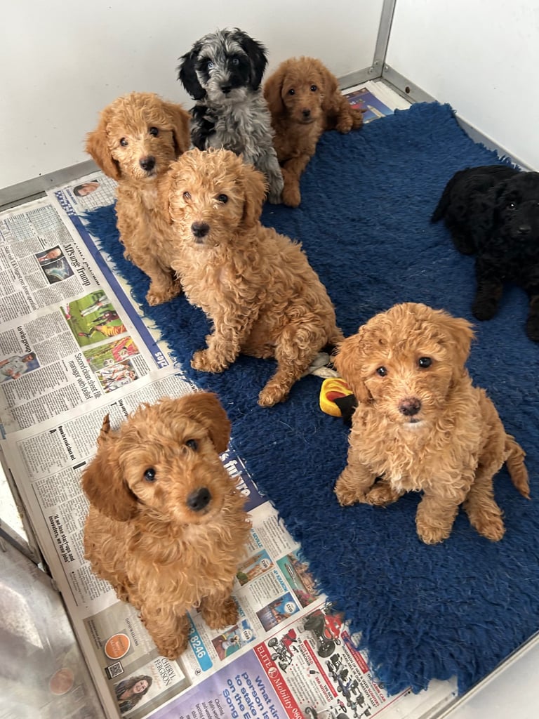 F1b miniature labradoodle puppies ready now!