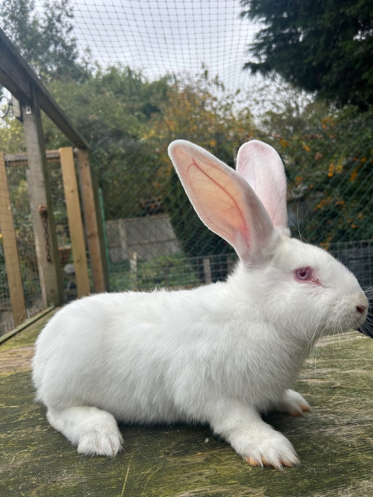 image for Continental Giant rabbit